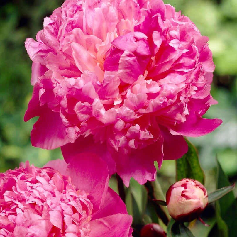 Pion-Paeonia Louis van Houtte 1-pakning